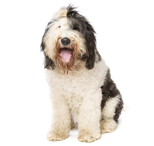 Sheepadoodle good hot sale and bad